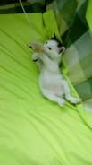 Кошки.