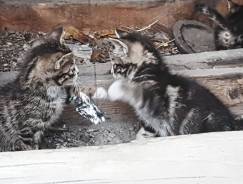 Котята нужна семья.