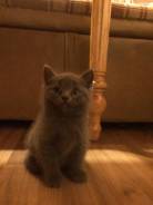 Шотландская прямоухая кошка.