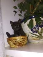 Кошки.