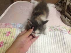Котенок