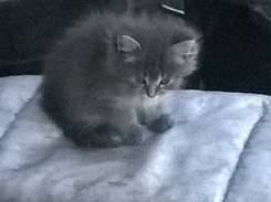 Кошки.