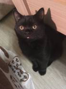 Британская кошка.