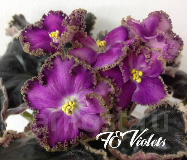 Сорт фиалки ле версаль. Фиалка сорт версаль. Фиалка ле версаль. Ле версаль фиалка фото. Фиалка сорт версаль.