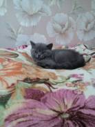 Британская кошка.