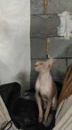 Кот