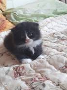 Шотландская кошка.