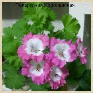 Герань.