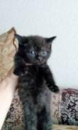 Британская кошка.
