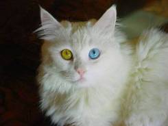 Ангорская кошка.