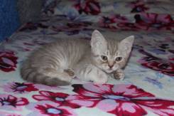 Шотландская кошка.