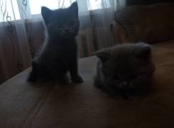 Британская кошка.
