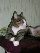 Кошки.