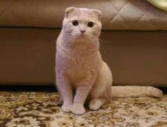 Шотландская вислоухая короткошерстная кошка.
