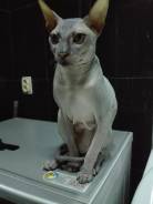 Вязка кошек.