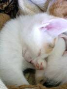 Кошки.