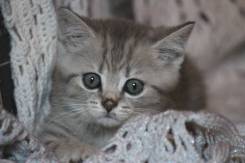 Британская кошка.