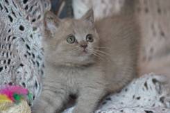 Британская кошка.