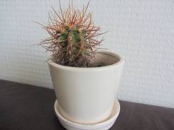 Кактус.