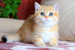 Британская кошка.