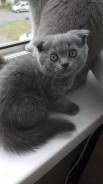 Шотландская вислоухая кошка.