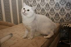 Британская кошка.