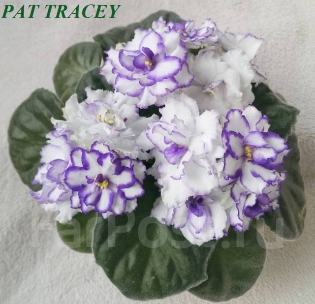 Фиалка PAT Tracey - стартер, в наличии. Цена: 300₽ во Владивостоке