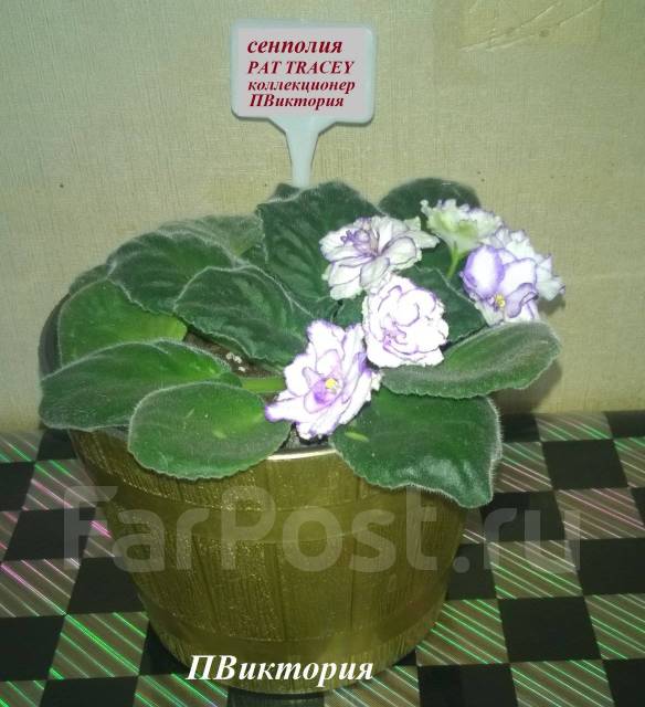 Фиалка PAT Tracey - стартер, в наличии. Цена: 300₽ во Владивостоке