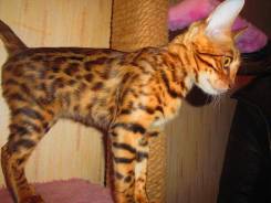 Бенгальская кошка.