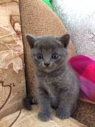Шотландская прямоухая кошка.