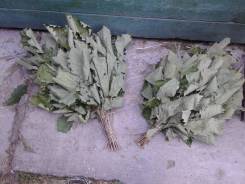 Веники для бани (дубовые).