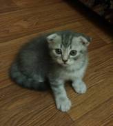 Шотландская вислоухая кошка.