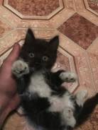 Кошки.