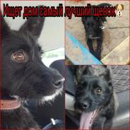 Собаки.