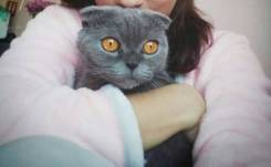Шотландская вислоухая кошка.