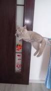 Британская кошка.