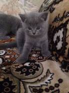 Шотландская прямоухая кошка.