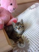 Кошки.