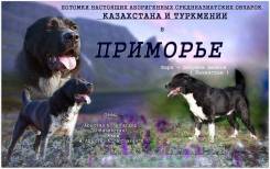 Среднеазиатская овчарка.