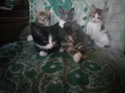 Кошки.
