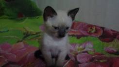 Тайская кошка.