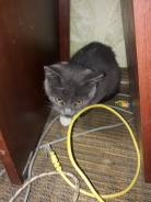 Котенок