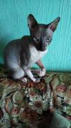 Вязка кошек.