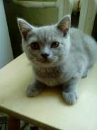 Шотландская прямоухая кошка.