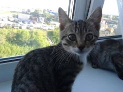 Котёнок-девочка во Владивостоке