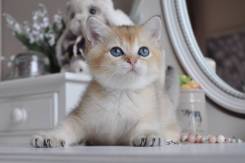 Британская кошка.
