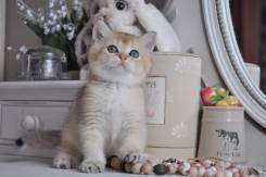 Британская кошка.