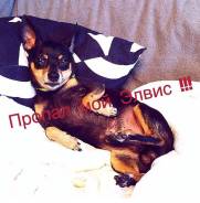 Той-терьер.