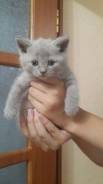 Шотландская прямоухая кошка.