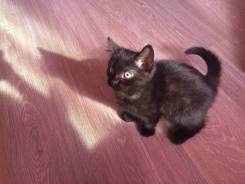 Котёнок